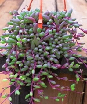 珍珠吊兰为什么开花很少 珍珠吊兰为什么开花很少