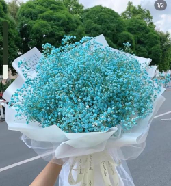 满天星喜欢阳光吗 满天星喜欢阳光吗