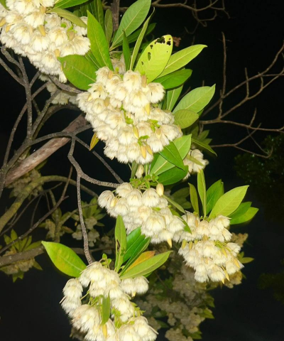 杜英花怎么养长得好 杜英花怎么养长得好