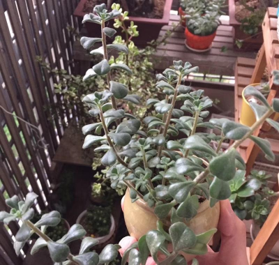 春之奇迹的养殖方法 春之奇迹的养殖方法