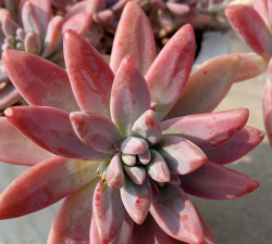 秋丽的养殖方法 秋丽的养殖方法