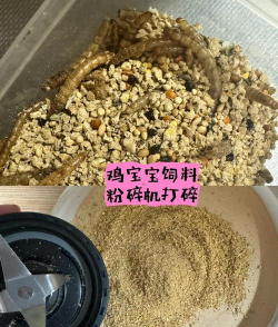 鸡是怎么受精 鸡是怎么受精