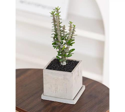 亚龙木的养殖方法和注意事项 亚龙木的养殖方法和注意事项