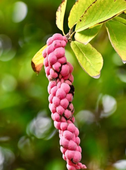 玉兰果叫什么 玉兰果叫什么