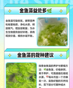 金鱼藻如何养 金鱼藻如何养