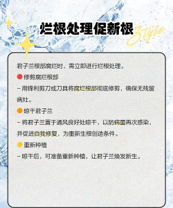 君子兰根全没了怎么生根 君子兰根全没了怎么生根