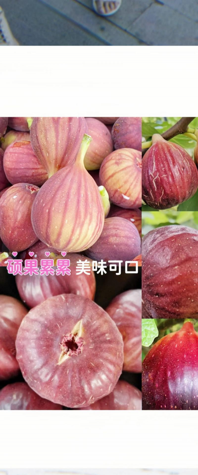 无花果8月份能栽活吗 无花果8月份能栽活吗