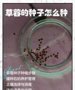 怎么种草莓 怎么种草莓