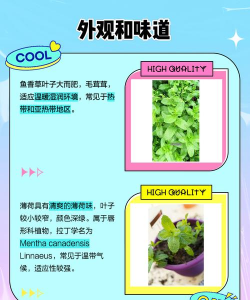 鱼香草和薄荷的区别 鱼香草和薄荷的区别