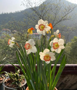 冬季种植什么盆栽 冬季种植什么盆栽