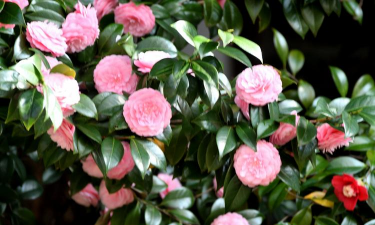 茶梅花怎么养殖方法 茶梅花怎么养殖方法