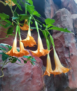 曼陀罗花什么颜色 曼陀罗花什么颜色