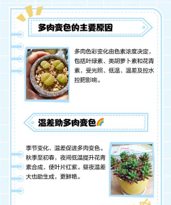 多肉为什么不会变色 多肉为什么不会变色