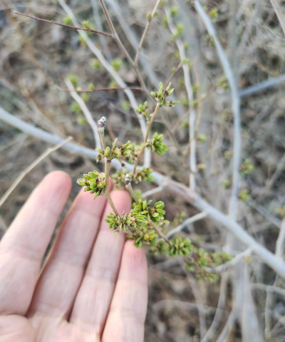 如何挖榆树 如何挖榆树