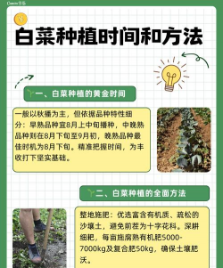 白菜的种植时间 白菜的种植时间