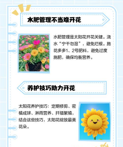 太阳花只长叶不开花的原因 太阳花只长叶不开花的原因