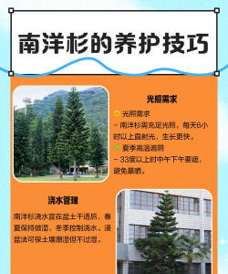 南洋杉如何养护 南洋杉如何养护