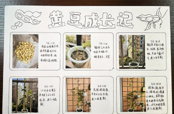 黄豆种植时间和技术 黄豆种植时间和技术