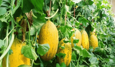 哈密瓜几月种植 哈密瓜几月种植