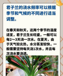 君子兰秋天几天浇一次水 君子兰秋天几天浇一次水