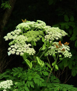 白芷 白芷百科 白芷 白芷百科