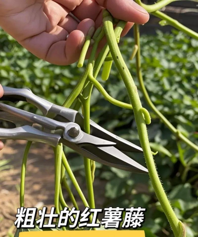 红薯什么时候开始育苗 红薯什么时候开始育苗