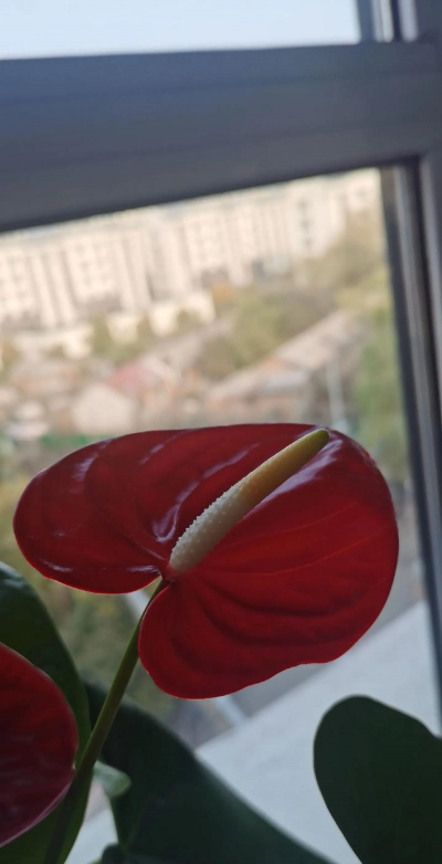 花烛 花烛百科 花烛 花烛百科