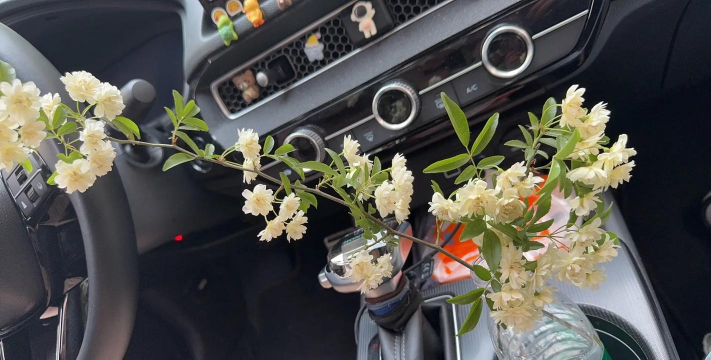 木香花几月份栽种最好 木香花几月份栽种最好