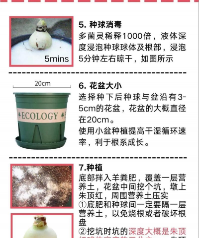 朱顶红什么时候种植最好 朱顶红什么时候种植最好