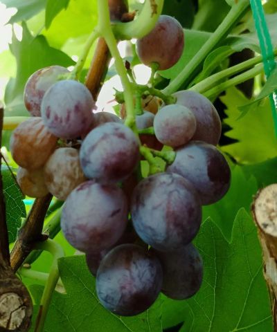 葡萄几年结果 葡萄几年结果