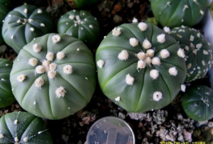 士童的养殖方法及注意事项 士童的养殖方法及注意事项