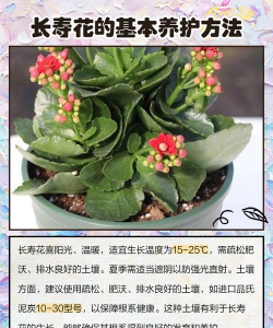 长寿花冬天养殖的禁忌 长寿花冬天养殖的禁忌