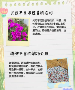 花掉叶为什么 花掉叶为什么
