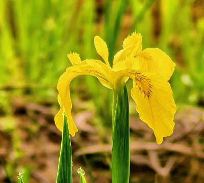 玉蝉花 玉蝉花百科 玉蝉花 玉蝉花百科