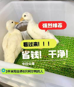 1万只鸭子多少成本 1万只鸭子多少成本