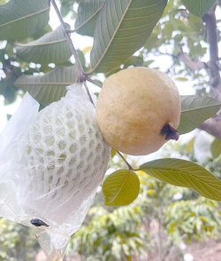 芭乐 芭乐百科 芭乐 芭乐百科