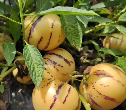 人参果 人参果百科 人参果 人参果百科