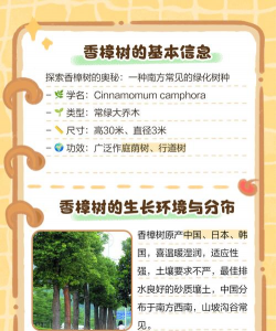 香樟 香樟百科 香樟 香樟百科