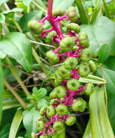 商陆 商陆百科 商陆 商陆百科