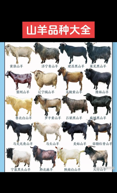 山羊 山羊百科 山羊 山羊百科