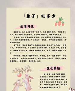 兔子 兔子百科 兔子 兔子百科