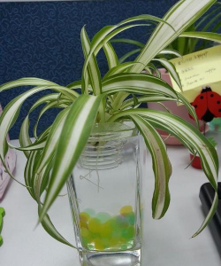 水培吊兰为什么叶尖发黑 水培吊兰为什么叶尖发黑