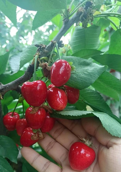 砂蜜豆樱桃 砂蜜豆樱桃