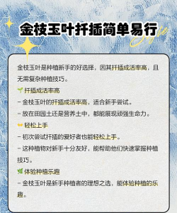 金叶玉叶如何扦插 金叶玉叶如何扦插