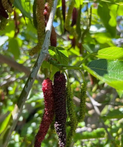 台湾长果桑 台湾长果桑