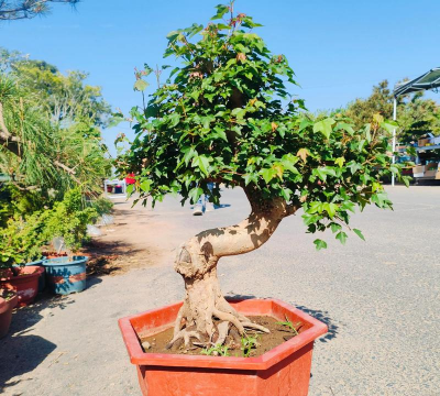 盆景什么树桩最好 盆景什么树桩最好