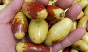 北京马牙枣 北京马牙枣