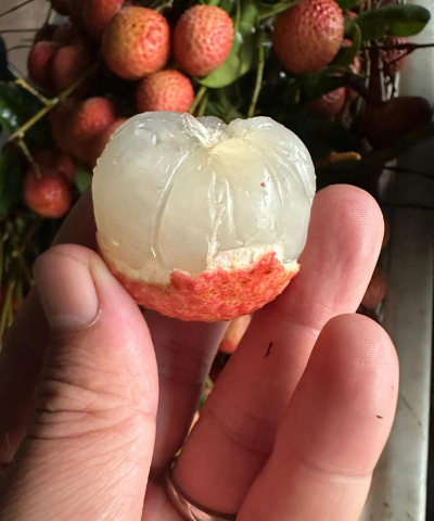 水晶球荔枝 水晶球荔枝