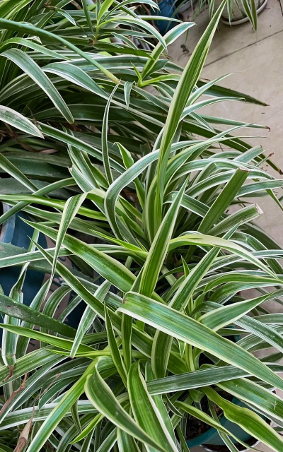 金边吊兰为什么叶子窄 金边吊兰为什么叶子窄