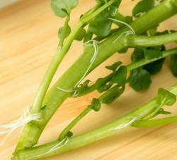 广东西洋菜 广东西洋菜